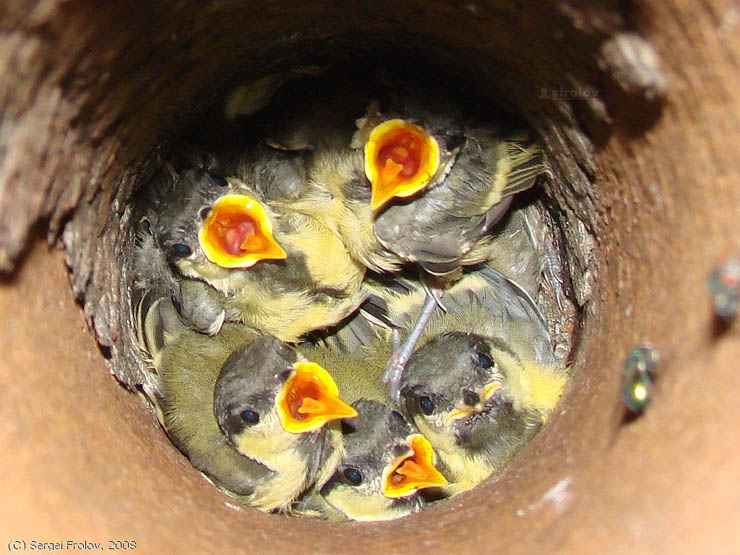 Unusual Bird's Nest