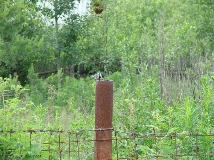 Unusual Bird's Nest