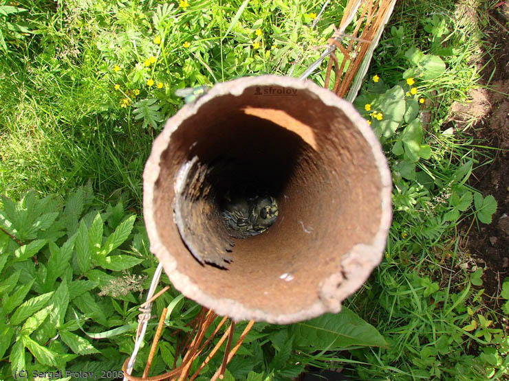 Unusual Bird's Nest