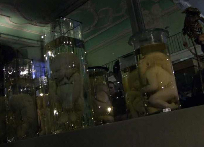 Freaky Museum Collection