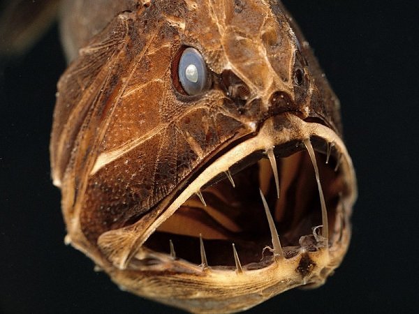 Fang Tooth Fish
