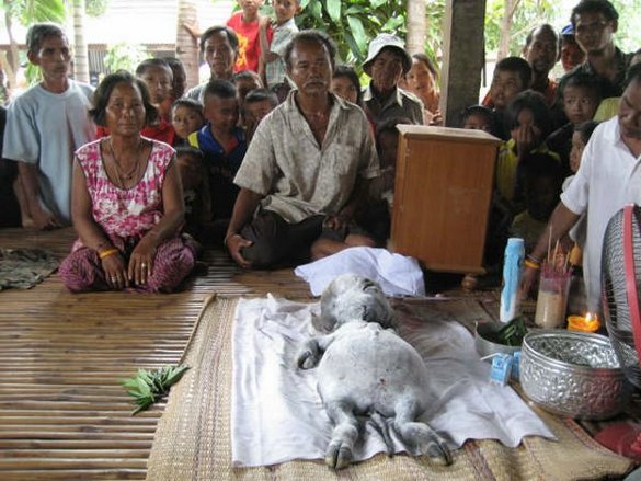 Thai farmer reveals bizarre cow human baby