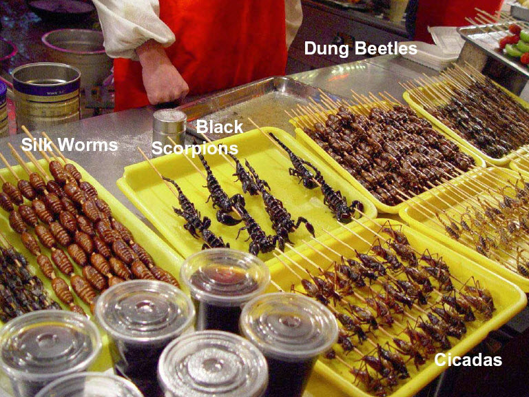 fast food - Dung Beetles Silk Worms Black Scorpions Galim 22 S 08 Cicadas