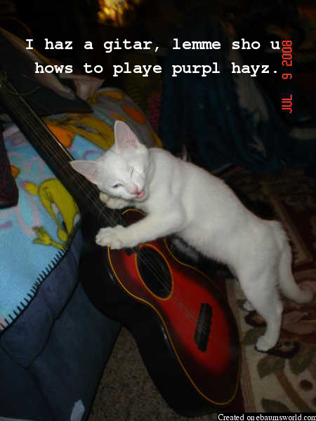 Guitar cat