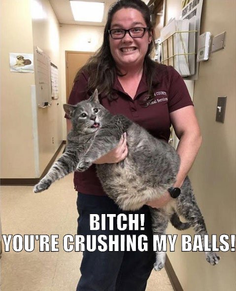 Cat balls.