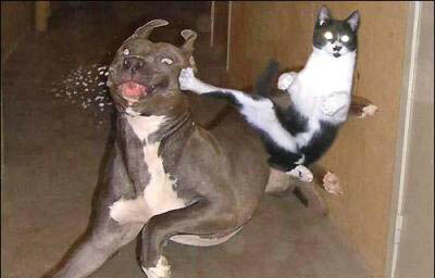 Cat Karate Kick