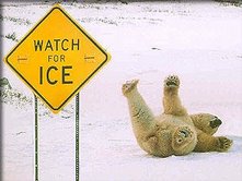 Even the natives have problems walking on ice.