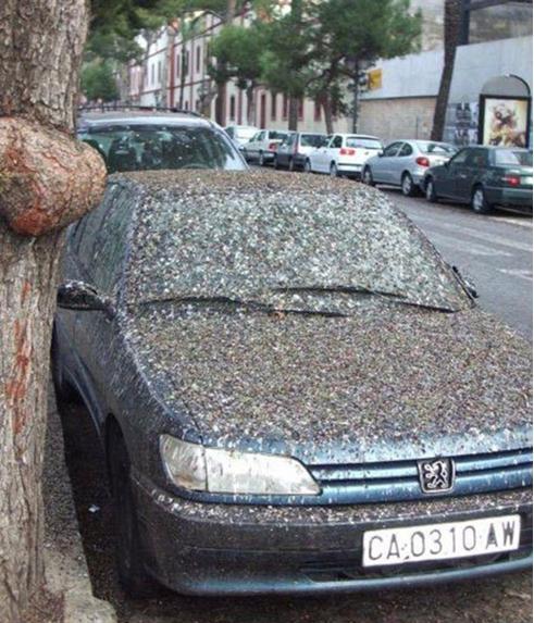 How long was that car there to collect all that bird shit?