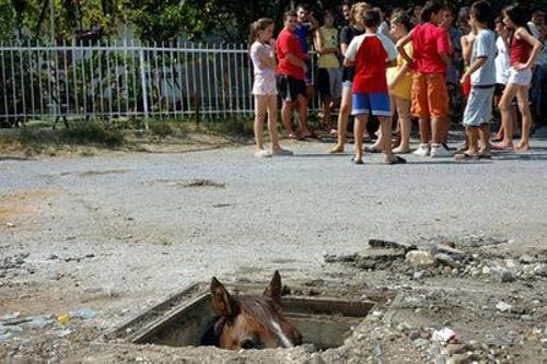 Beware of sewer horse. HE SEES YOU!
