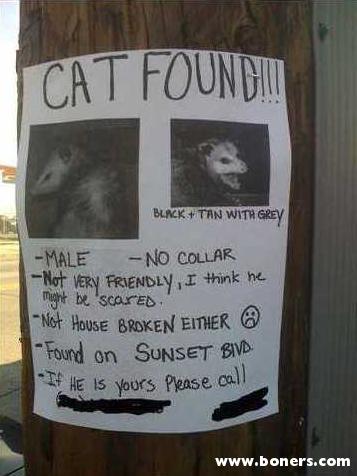I'd bet my house this "cat" was found by a blonde.