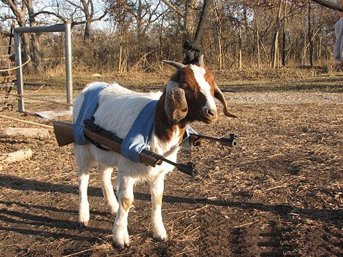 The goats in Arkansas are so sick and tired of getting molested they are starting to pack heat.