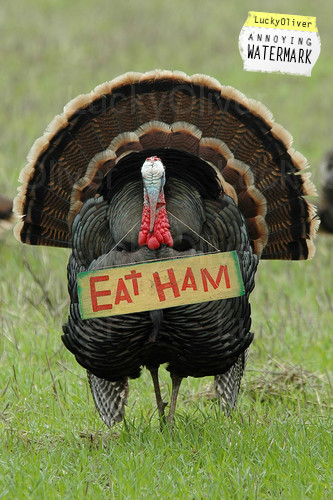 Just Random funny Thanksgiving Pictures