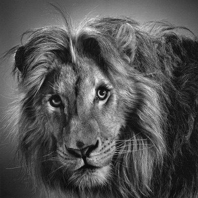 Amazing Pencil Drawings - Gallery