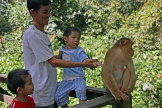 Touch the Baboon, He wont hurt you