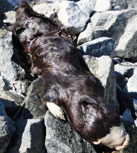 Weird creature washes ashore in Ontario, Canada...