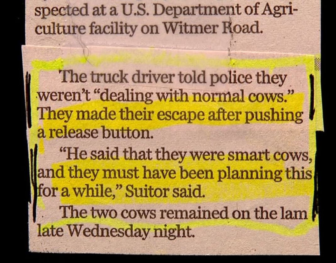 If cows are this smart, were f*****!