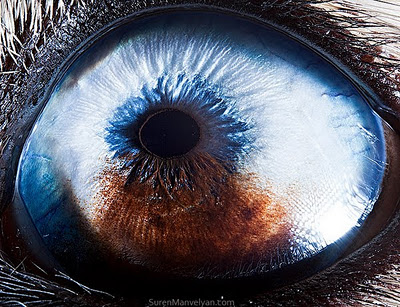 Macro photography of Animal eyes