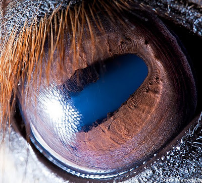 Macro photography of Animal eyes