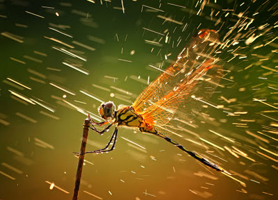 Reuters and National Geographic Best Photos of the Year 2011