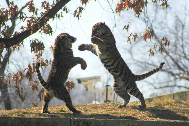 What if Animals did Mixed Martial Arts?