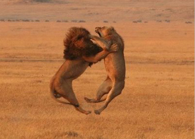 What if Animals did Mixed Martial Arts?