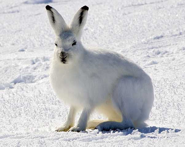 5 Beautiful Snow Animals - Gallery