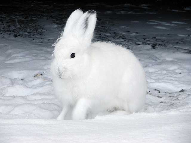 The Arctic Hare 