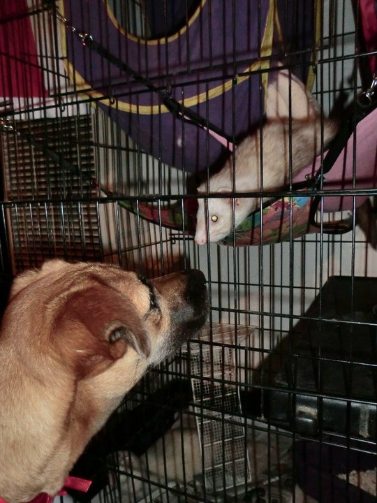 Dog meeting the ferret