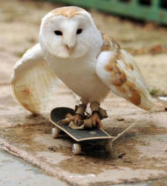 Boarding Owl