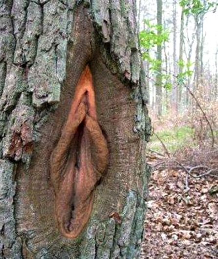 Suggestive Pictures of Nature