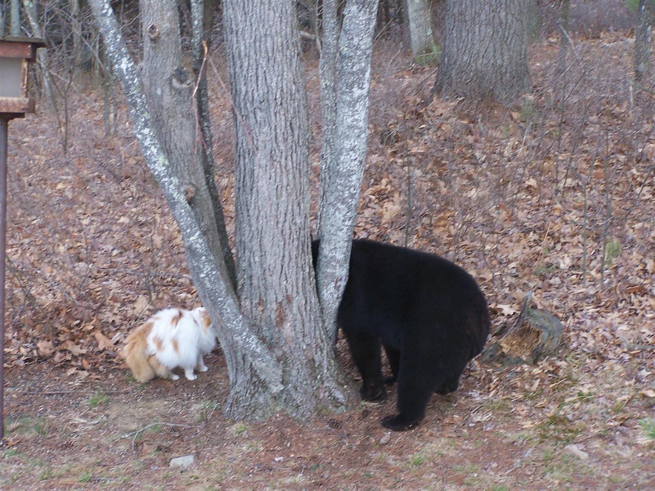 BLACK BEAR VS CAT FOR CONTROL OF THE BIRD FEEDER