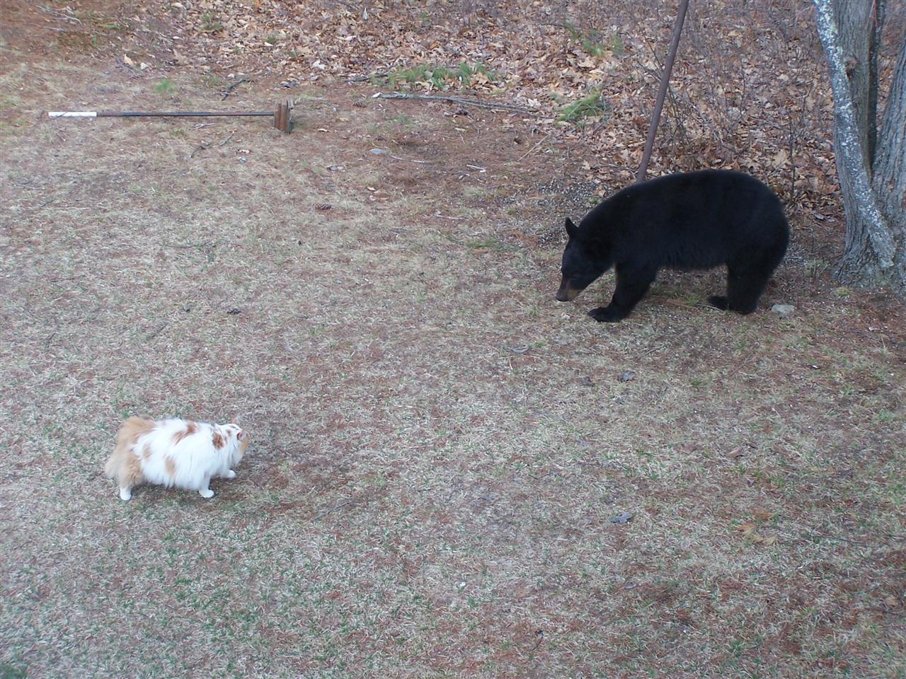 BLACK BEAR VS CAT FOR CONTROL OF THE BIRD FEEDER