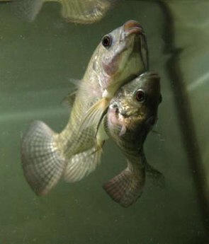 Conjoined Fish