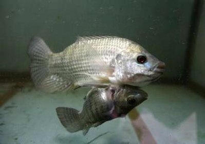 Conjoined Fish