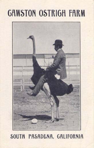 Funny Ostrich Riding... Back in The Day