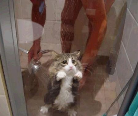 shower a cat