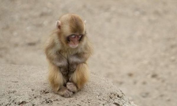 lonely small monkey