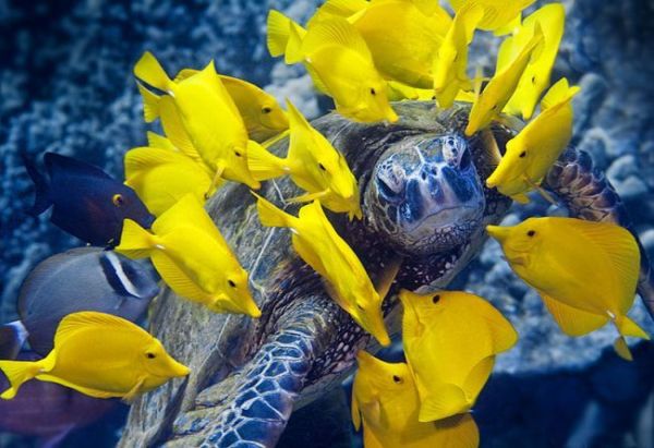 sea turtle and yellow tang