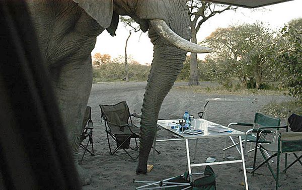 Elephant Raids Camp Site