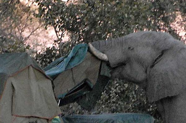 Elephant Raids Camp Site