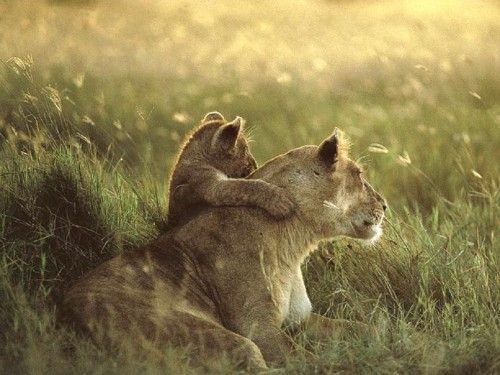 Lions... Natures Biggest Kittys