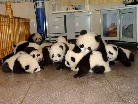 Panda Bear Nursery