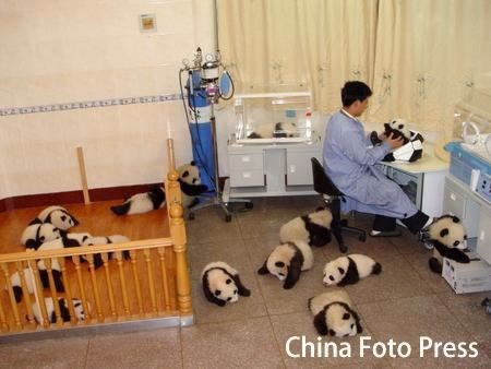 Panda Bear Nursery