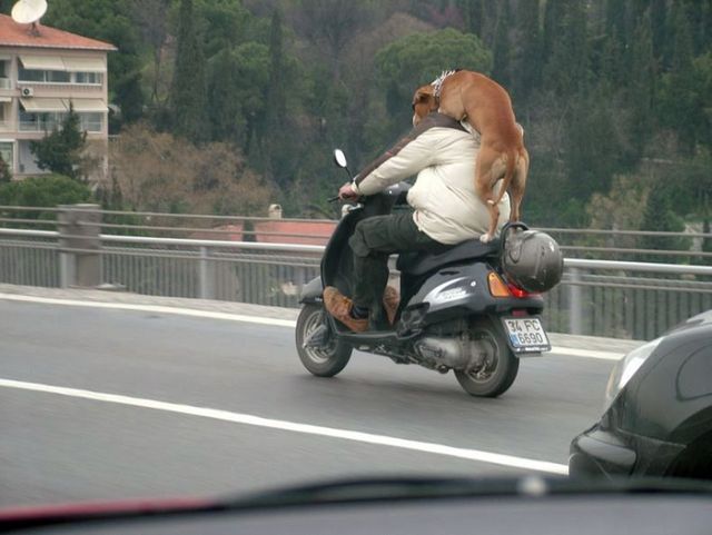Dog On a Dangerous Ride