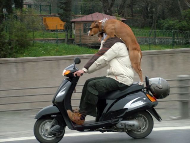 Dog On a Dangerous Ride