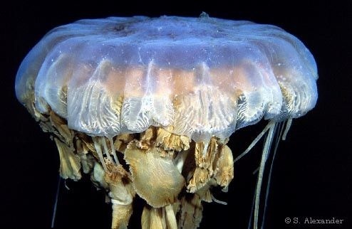 Giant Jelly Fish