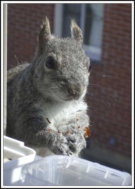 Window Squirrel's Nest