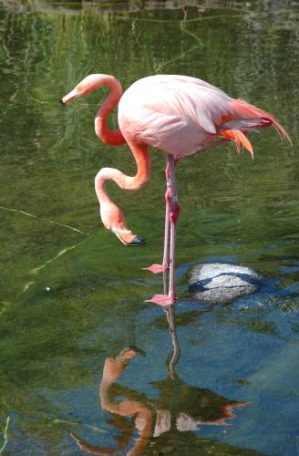 visual trick flamingo