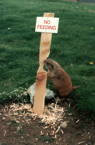 Funny Animal Signs