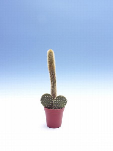 Viagra Cactus